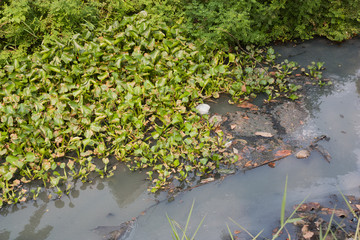 Obraz na płótnie Canvas Green water hyacinth, garbage and sewage canals.