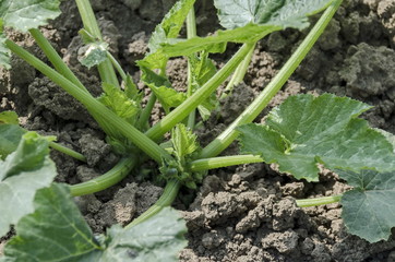 Organic farming of vegetable marrow (Cucurbita реро) or pumpkin bed in the vegetable garden,  Zavet town, Bulgaria  
