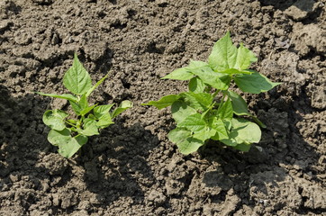 Spring french beans or Phaseolus vulgaris growing in the vegetable garden, Zavet,  Bulgaria  