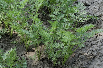 Spring carrot growing in the vegetable garden, Zavet, Bulgaria  