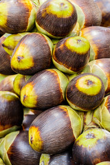 Asian Palmyra palm, Toddy palm, Sugar palm