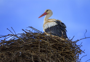 European white stork, ciconia, in the nest