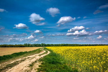 Rapeseed field season #1