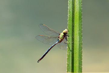 Beautiful big dragonfly, Anax tumorifer, in Isalo national park, Madagascar