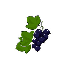 Berry Blackcurrant Isolated on White, Fruit Blackcurrant, Vector Illustration