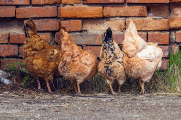 Chicken looking for food in the yard.