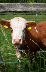 Fototapeta na wymiar Cow grazing on pasture