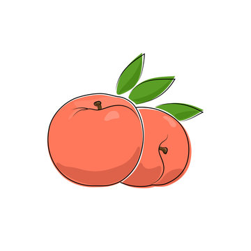 Peach Isolated on White, Fruit Peach, Vector Illustration