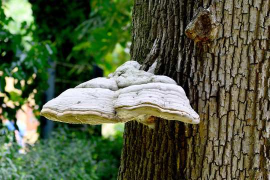 Baumpilz - Zunderschwamm
