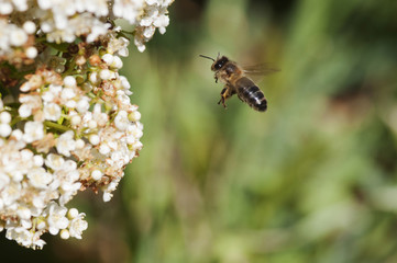 Abeille en vol qui butine, espèce en danger