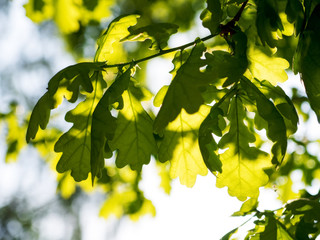 Branch of tree with leaves in backlight. Shallow focus