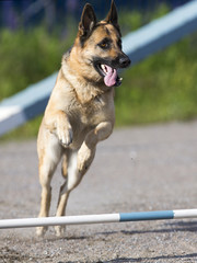 Dog agility in action. The dog breed is German shepherd.