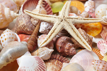 nice shells