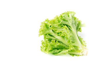 Fresh lettuce, organic plant