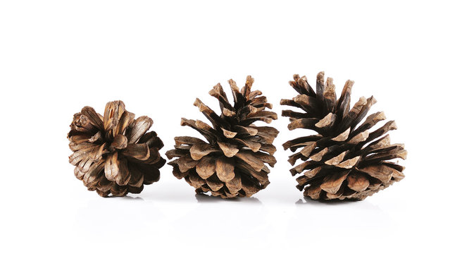 pine cones close up isolated on white background.
