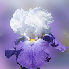 iris