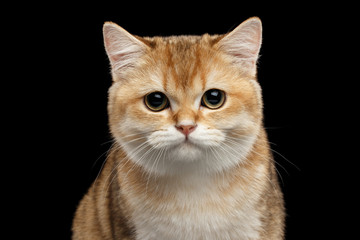 Close-up Portrait of British Cat Gold Chinchilla Looking in Camera, Isolated Black Background, Front view