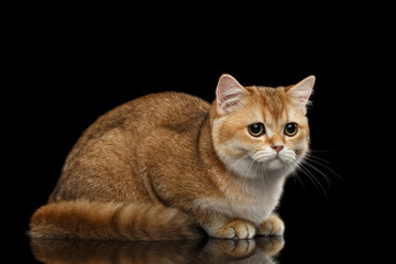 Cute British breed Cat Gold Chinchilla color Lying and Sadly Looks, Isolated Black Background, side view