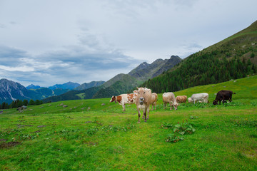 Cows on the pastures of the Italian alps