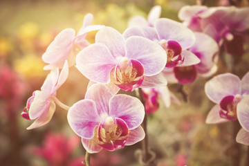 Fototapeta na wymiar Flourishing branch of orchids with sunrise