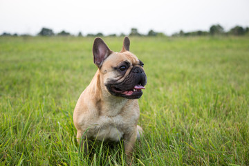 French bulldog on the lawn