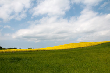 Field under blue cloudy sky