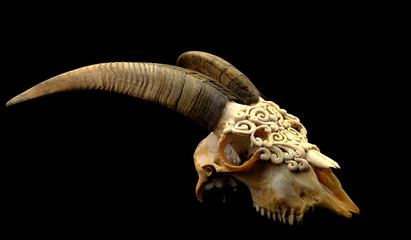 Fototapeta premium Goat's skull decorated with Polymer clay ( original horn uncut and Selective focus)