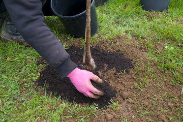 Baum pflanzen 