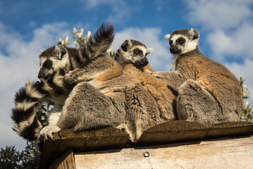 Company of lemurs sitting on the roof of the gazebo