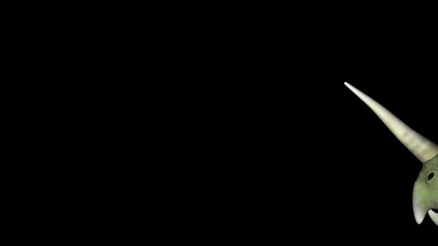 Panoramic of Styracosaurus Dinosaur on Black Background