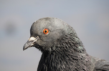 portrait of a dove