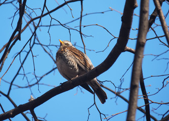 Thrush Fieldfare on a tree in the forest