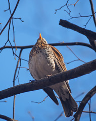 Thrush Fieldfare on a tree in the forest