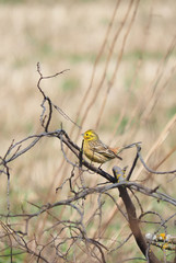 yellow bunting bird on a tree