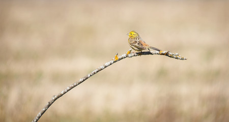 yellow bunting bird on a tree