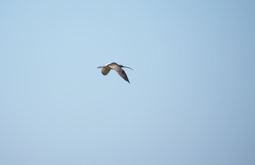 Curlew in flight