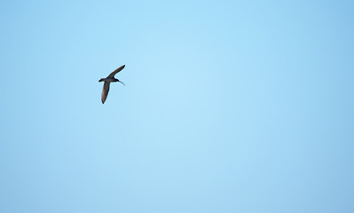 Curlew in flight