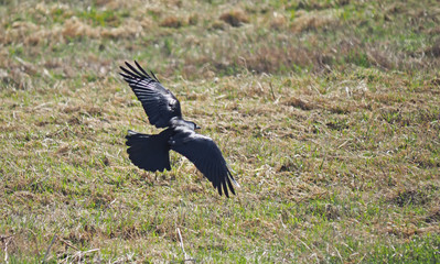 Rook in flight