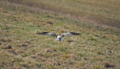 bird curlew in the field