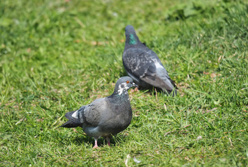Pigeons on the grass