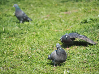 Pigeons on the grass