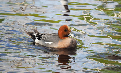 wigeon duck (Anas penelope) on the river