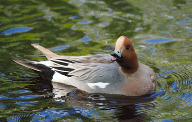 wigeon duck (Anas penelope) on the river