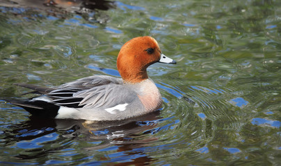 wigeon duck (Anas penelope) on the river