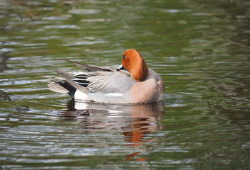 wigeon duck (Anas penelope) on the river