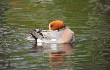 wigeon duck (Anas penelope) on the river