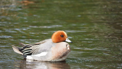 wigeon duck (Anas penelope) on the river
