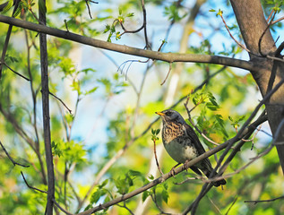 Thrush Fieldfare on a tree in the forest