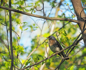 Thrush Fieldfare on a tree in the forest