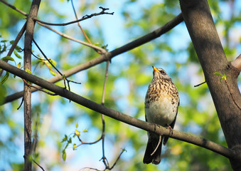 Thrush Fieldfare on a tree in the forest